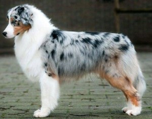 australian shepherd puppies for sale gumtree